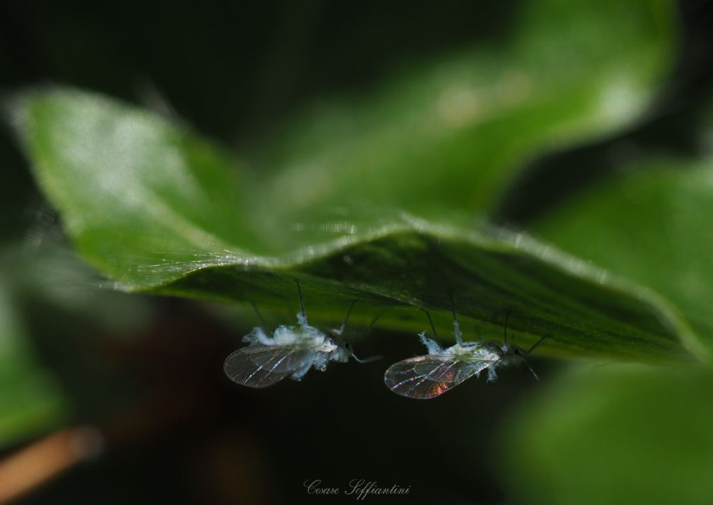 Da identificare (moscerino?): afidi Aphididae Eriosomatinae